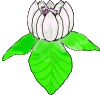 flower (164).g